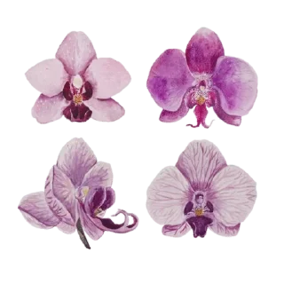 Telegram sticker 💌 @wisdom_droplets Flowers — @stckrRobot