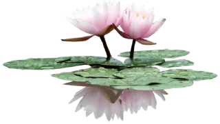 Telegram sticker ✨ @wisdom_droplets Flowers — @stckrRobot