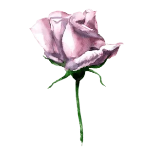 Video sticker 🌷 @wisdom_droplets Flowers — @stckrRobot