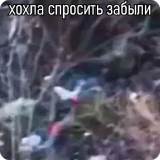 Video sticker 🌟 Свинорез 10 @svrezka2