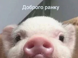 Telegram sticker ✌️ таке життя :: @fStikBot