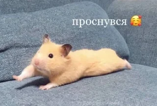 Telegram sticker ✌️ таке життя :: @fStikBot