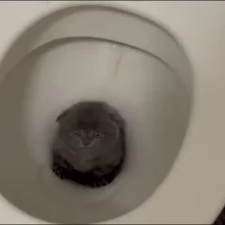 Video sticker 🍀 Стикеры тут: @stikeryv