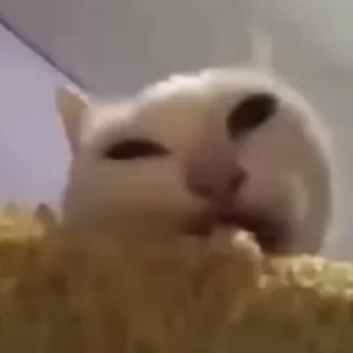 Video sticker 🍀 Стикеры тут: @stikeryv