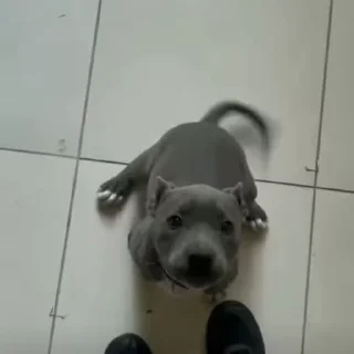 Video sticker 🐾 𝖺𝗎𝖺𝗎 𝗌𝖾𝗇𝖽𝗈 𝖺𝗎𝖺𝗎.