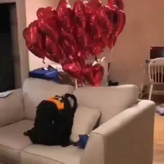 Video sticker 🐾 𝖺𝗎𝖺𝗎 𝗌𝖾𝗇𝖽𝗈 𝖺𝗎𝖺𝗎.