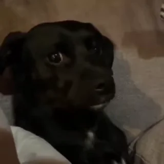 Video sticker 🐾 𝖺𝗎𝖺𝗎 𝗌𝖾𝗇𝖽𝗈 𝖺𝗎𝖺𝗎.