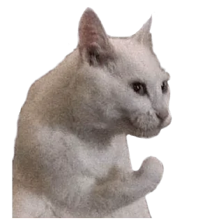 Telegram sticker 🤦 Chahat collection — @stckrRobot