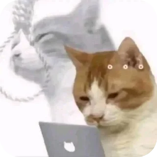 Telegram sticker 🐱 Normie
