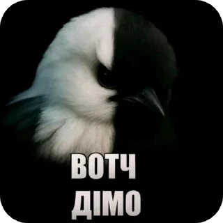 Video sticker 👍 Птицы @sodixbio