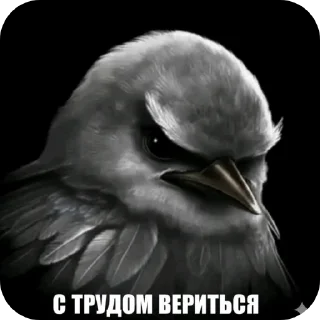 Телеграм стикер 👍 Птицы @sodixbio