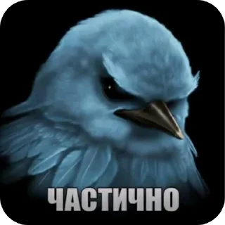 Телеграм стикер 👍 Птицы @sodixbio