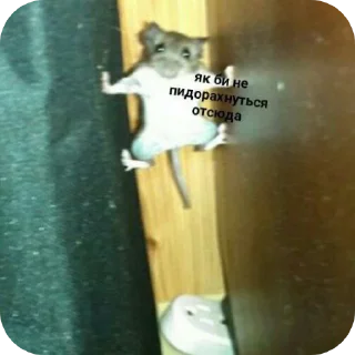 Telegram sticker 👍 iба чотко