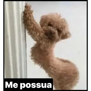 Video sticker 🙈 Stickers @bibi_Bibis :: @fStikBot