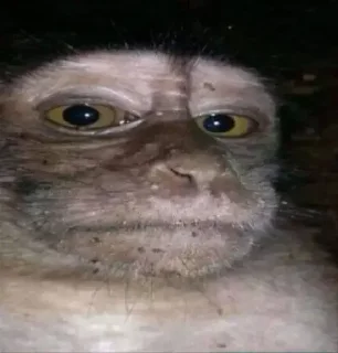 Telegram stiker 😐 Monkey Memes | More stickers here > @StickerMixUA