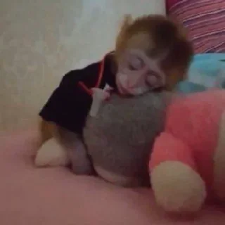 Telegram stiker 😴 Monkey Memes | More stickers here > @StickerMixUA