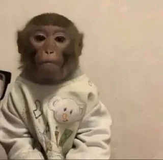 Telegram stiker 😑 Monkey Memes | More stickers here > @StickerMixUA
