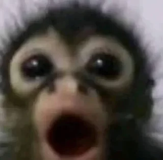 Video sticker 😱 Monkey Memes | More stickers here > @StickerMixUA