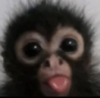 Video sticker 🤪 Monkey Memes | More stickers here > @StickerMixUA