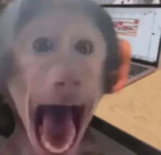 Telegram stiker 😳 Monkey Memes | More stickers here > @StickerMixUA