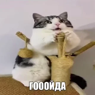 Video sticker 🗣 Больше стиков тут: @stikery4