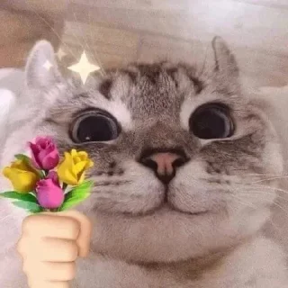 Video sticker 💐 @anuoxi :: @fStikBot