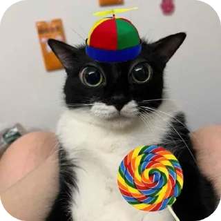 Video sticker 🐱 @soberbapura