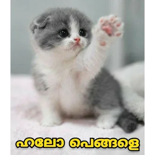 Telegram sticker 😂 𝗕𝗥𝗢👊𝗦𝗜𝗦