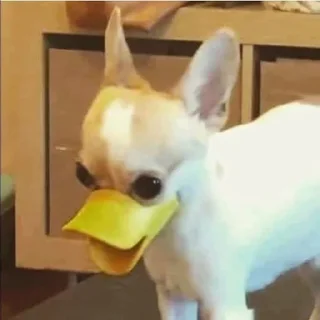 Video sticker 😐 Больше стикеров тут: @stikery_emodzi_memy