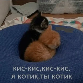 Video sticker 😻 Больше стикеров тут: @stikery_emodzi_memy