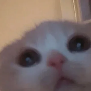 Video sticker 🙄 Больше стикеров тут: @stikery_emodzi_memy