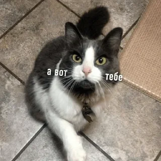 Telegram sticker 🖕 Больше стикеров тут: @stikery_emodzi_memy