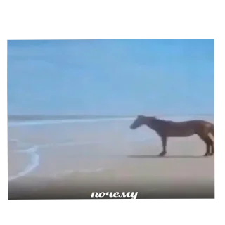 Video sticker 🐎 7-31(27)-13-4