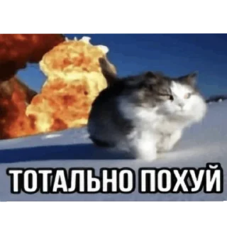 Video sticker 🐱 7-31(27)-13-4