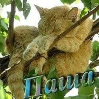 Video sticker 🤩 @vurmisa memes