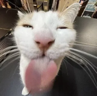 Telegram sticker 💋 котики