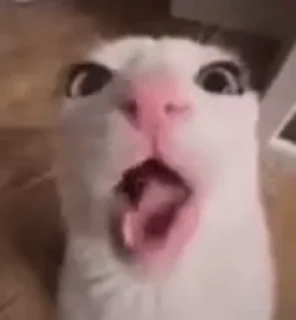 Video sticker 😁 котики