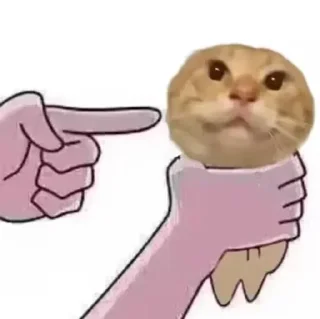 Video sticker 🌟 котики