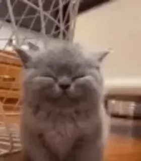 Video sticker 🙂 котики