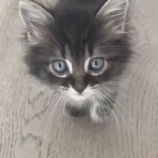Video sticker 😺 Больше стиков тут: @stikery4