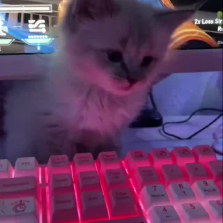 Video sticker 🎀 Больше стиков тут: @stikery4