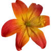 Sticker 🌟 tropical ➜ @emoji1