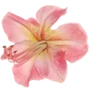 Sticker 🌟 tropical ➜ @emoji1