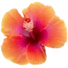 Video sticker 🌟 tropical ➜ @emoji1