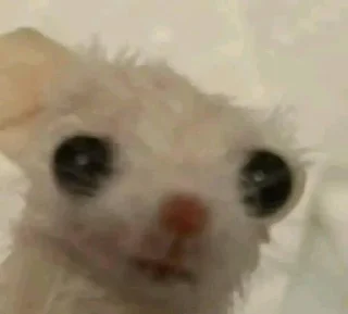 Telegram sticker ☹️ Nilram’s Mood (@Nliram)