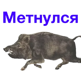 Sticker 😀 Метнулся @catalog_stickerov