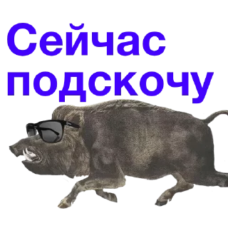 Video sticker 😂 Метнулся @catalog_stickerov