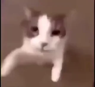 Telegram sticker 😘 Котенки и не только