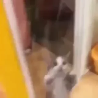 Sticker 🍠 Котенки и не только
