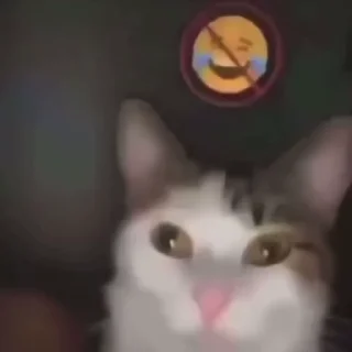 Telegram sticker 😳 Котенки и не только